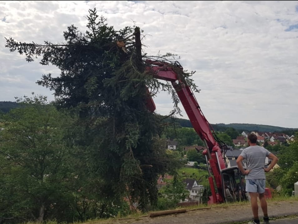 Bild Rodungen & Fällarbeiten